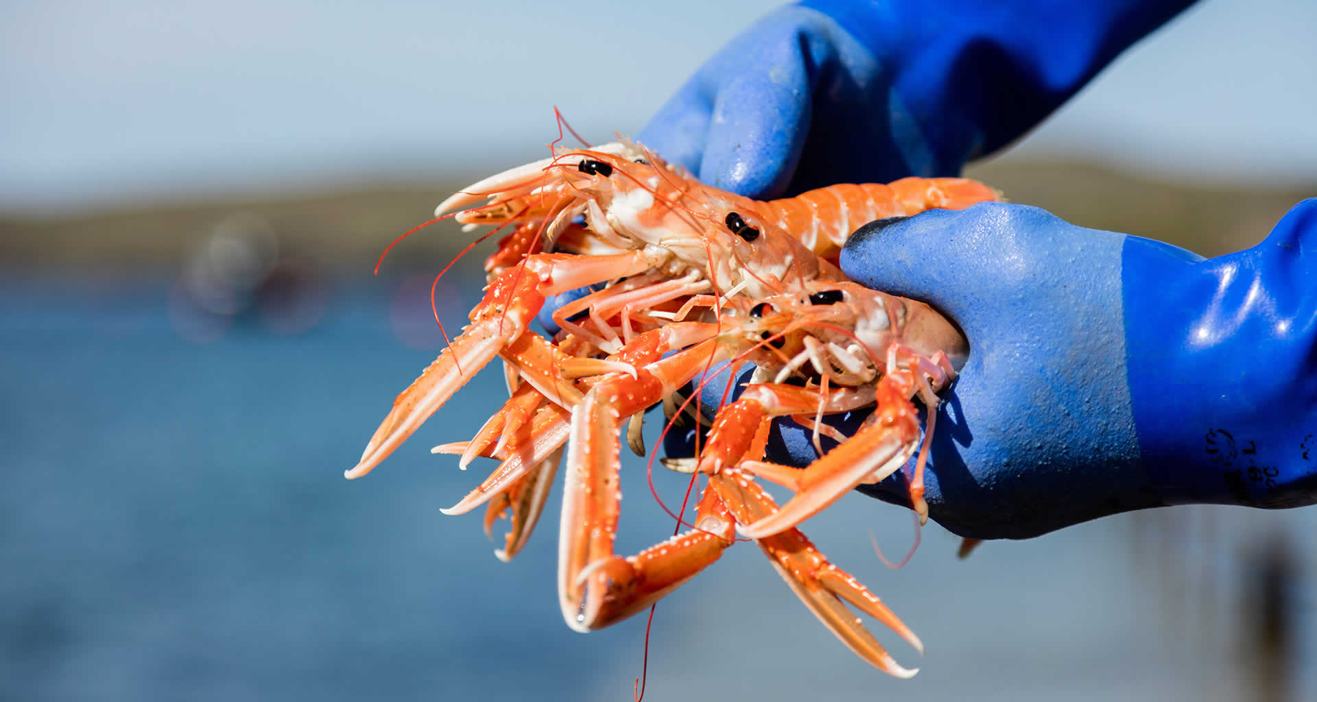 Shorehouse Seafood Restaurant Tarbet Scourie